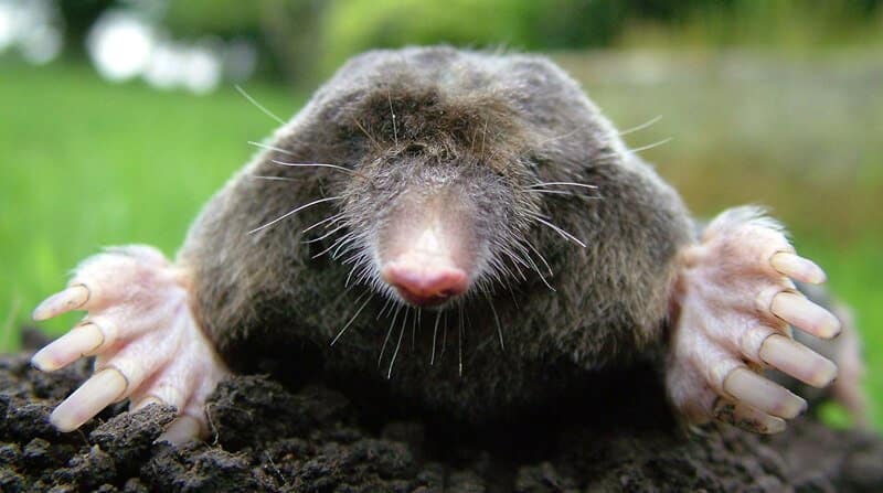 how-to-get-rid-of-moles-2